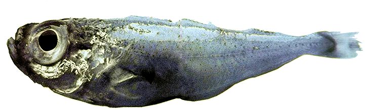 Gadiculus argenteus_001.jpg